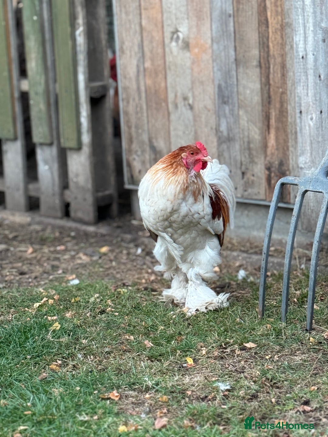 Chickens poultry for sale: 2 Roosters for sale ✨🤍 - Image 5