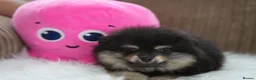 Pomeranian dogs for sale: KC Registered Boys and Girls - Advert 5