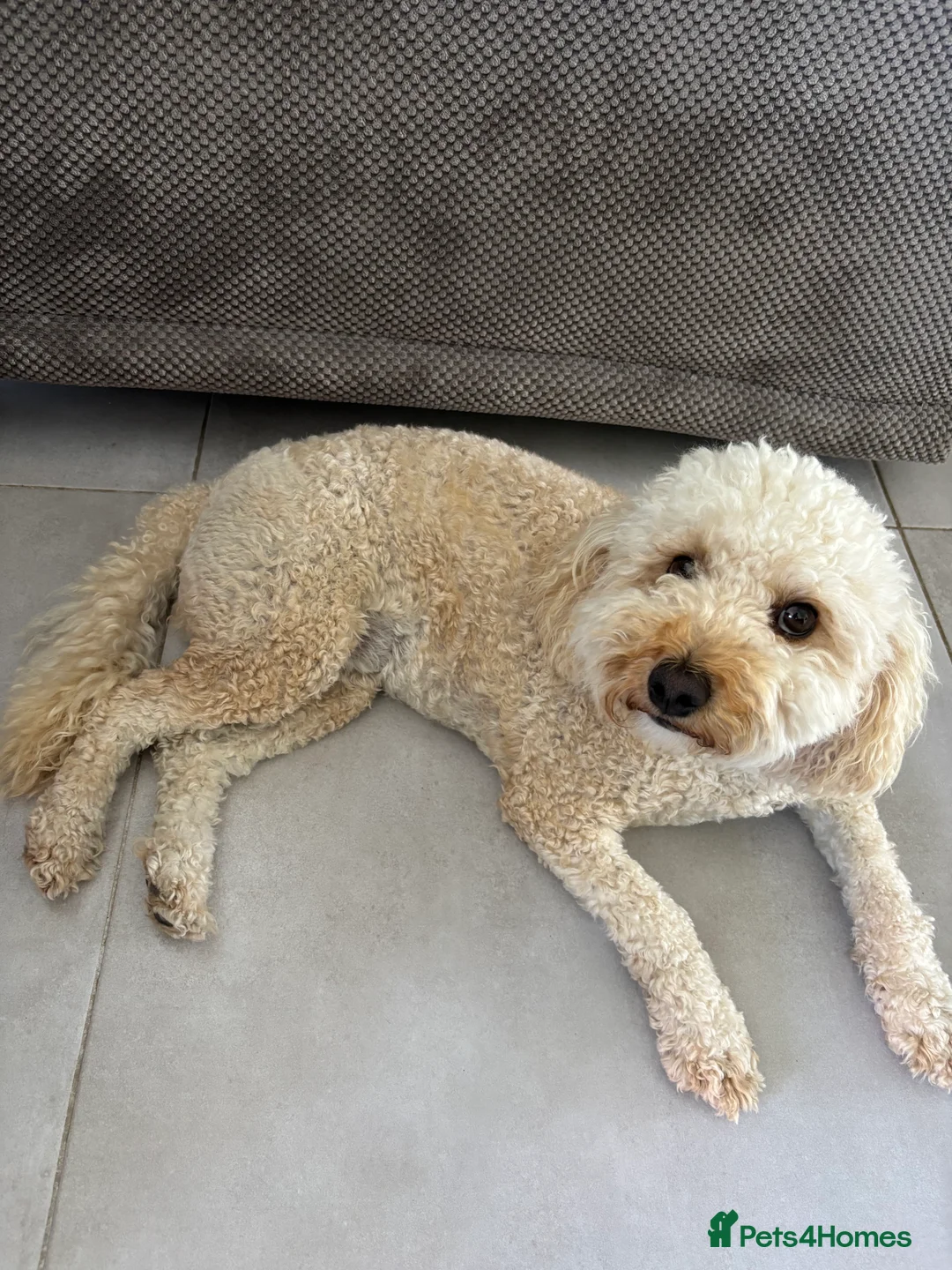 Cavapoochon dogs for sale: Cavapoochon Girl  - Advert 2
