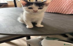Mixed Breed cats for sale: Kittens for sale - Image 22