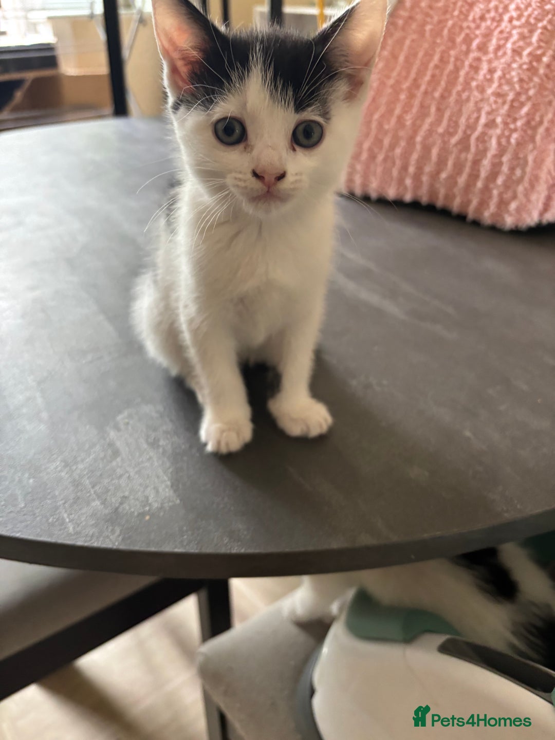 Mixed Breed cats for sale: Kittens for sale - Image 22