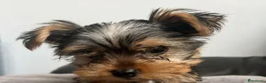 Yorkshire Terrier 1