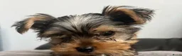 Yorkshire Terrier dogs for sale: Gorgeous Litter of Yorkshire Terrier Puppies in Bromley - Advert 3