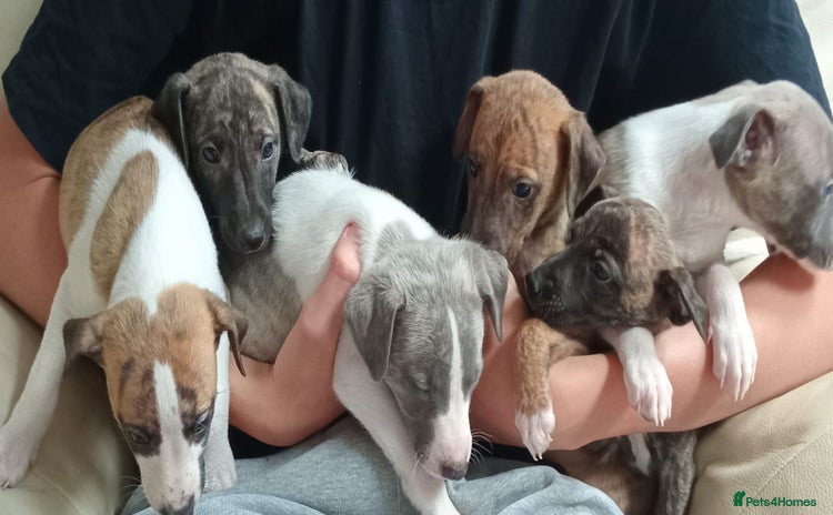 Whippet dogs - Advert 1