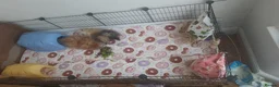 Guinea Pig rodents for sale: 2 Lunkarya guineas with cage and accessories  - Advert 3