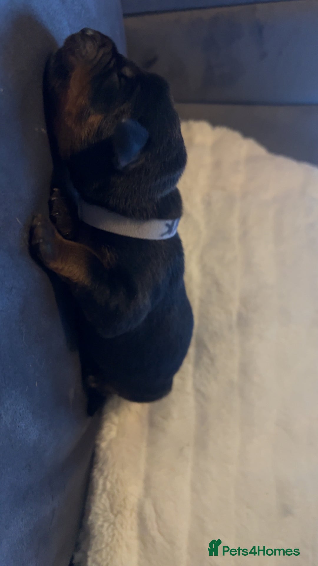 Rottweiler dogs for sale: 9 purebred Rottweiler puppies for sale - Advert 9