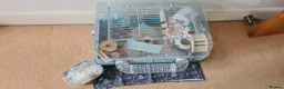 Hamster rodents for sale: Winter White dwarf hamster with cage and supplies in Dartford - Advert 19