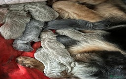 German Shepherd dogs for stud: Sabre, big strong straight backed DMclear male GSD in Stoke-on-Trent - Image 6