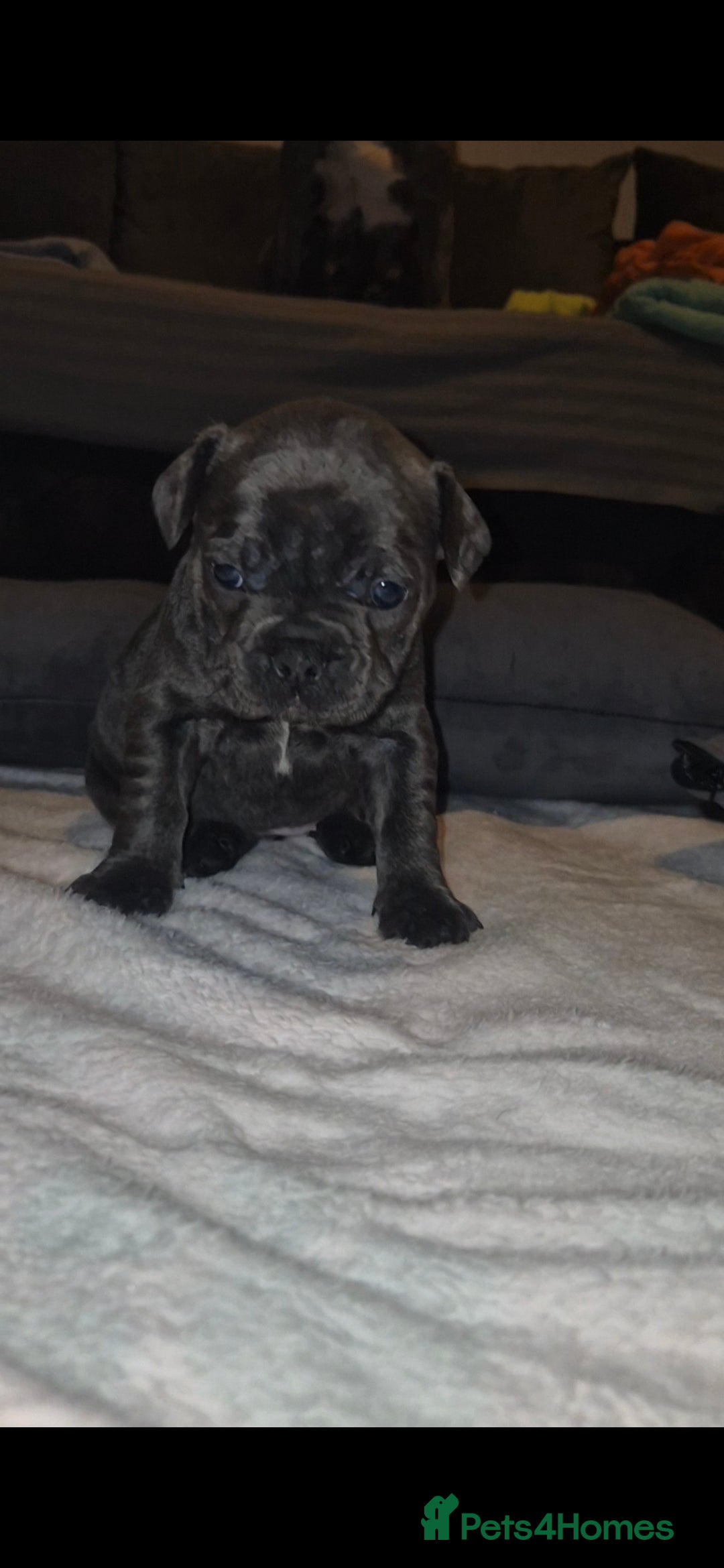French Bulldog dogs for sale: DWKC beautiful French bulldogs prices negotiable - Advert 17