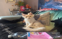 Maine Coon cats for sale: TICA Active Registered Maine Coon Boy available  - Image 3