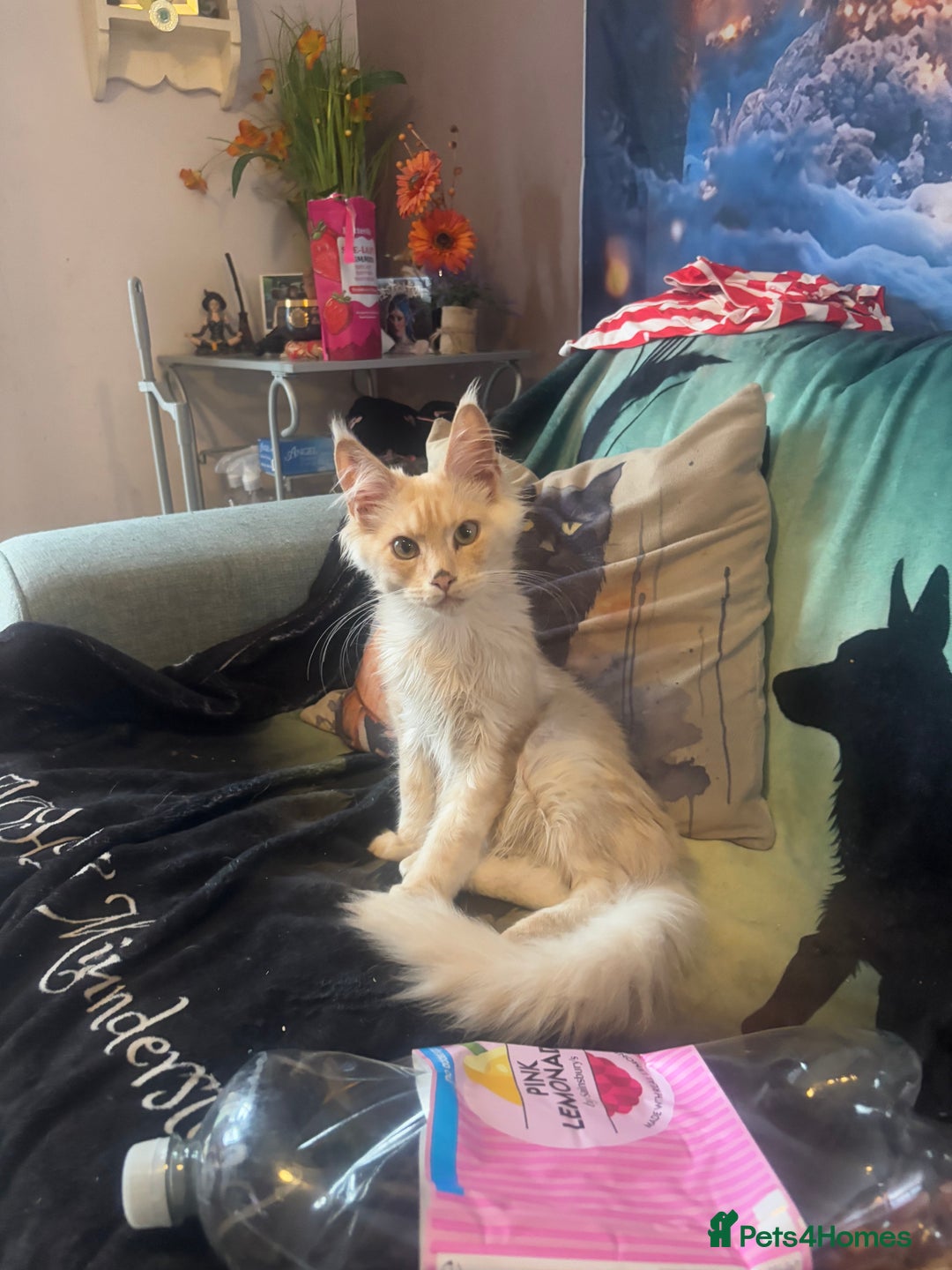 Maine Coon cats for sale: TICA Active Registered Maine Coon Boy available  - Image 3