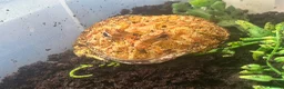 Frog reptiles for sale: Adult male apricot horned frog/pacman frog in Sutton Coldfield - Advert 2
