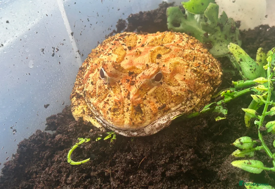 Frog reptiles for sale: Adult male apricot horned frog/pacman frog in Sutton Coldfield - Advert 2