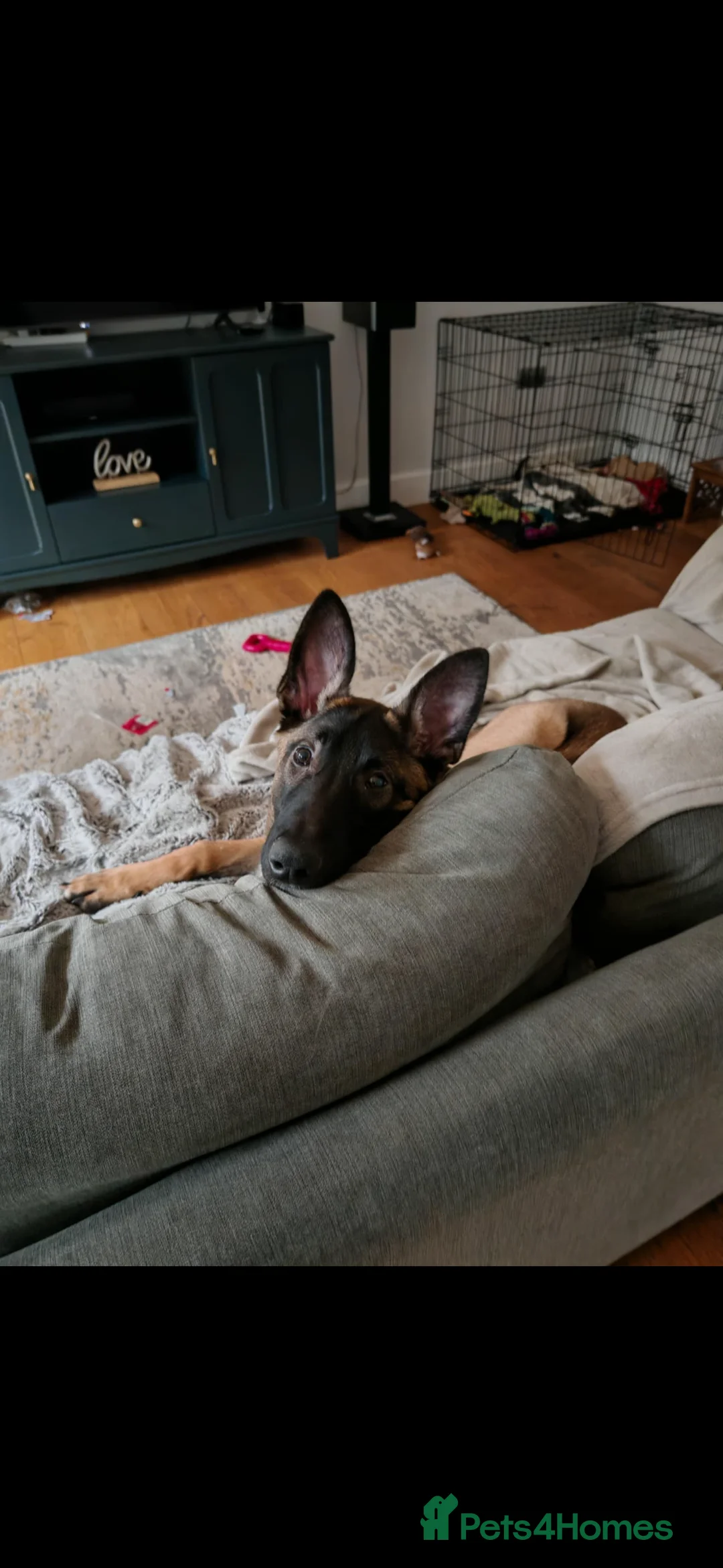 Belgian Shepherd Dog dogs for sale: Malinios male puppy in Barnoldswick - Advert 12