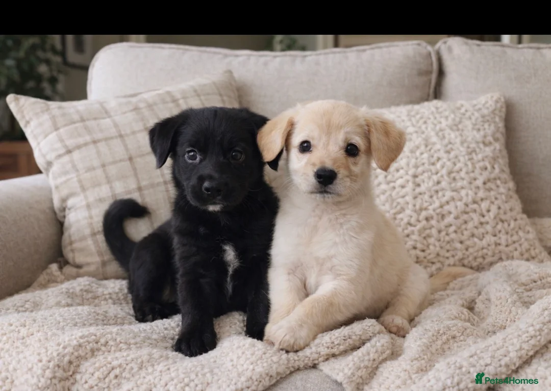 Labrador Retriever dogs for sale: 2 adorable labradors for sale in Romford - Advert 2