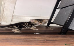 York Chocolate cats for sale: Kittens are ready for there new home  - Image 5
