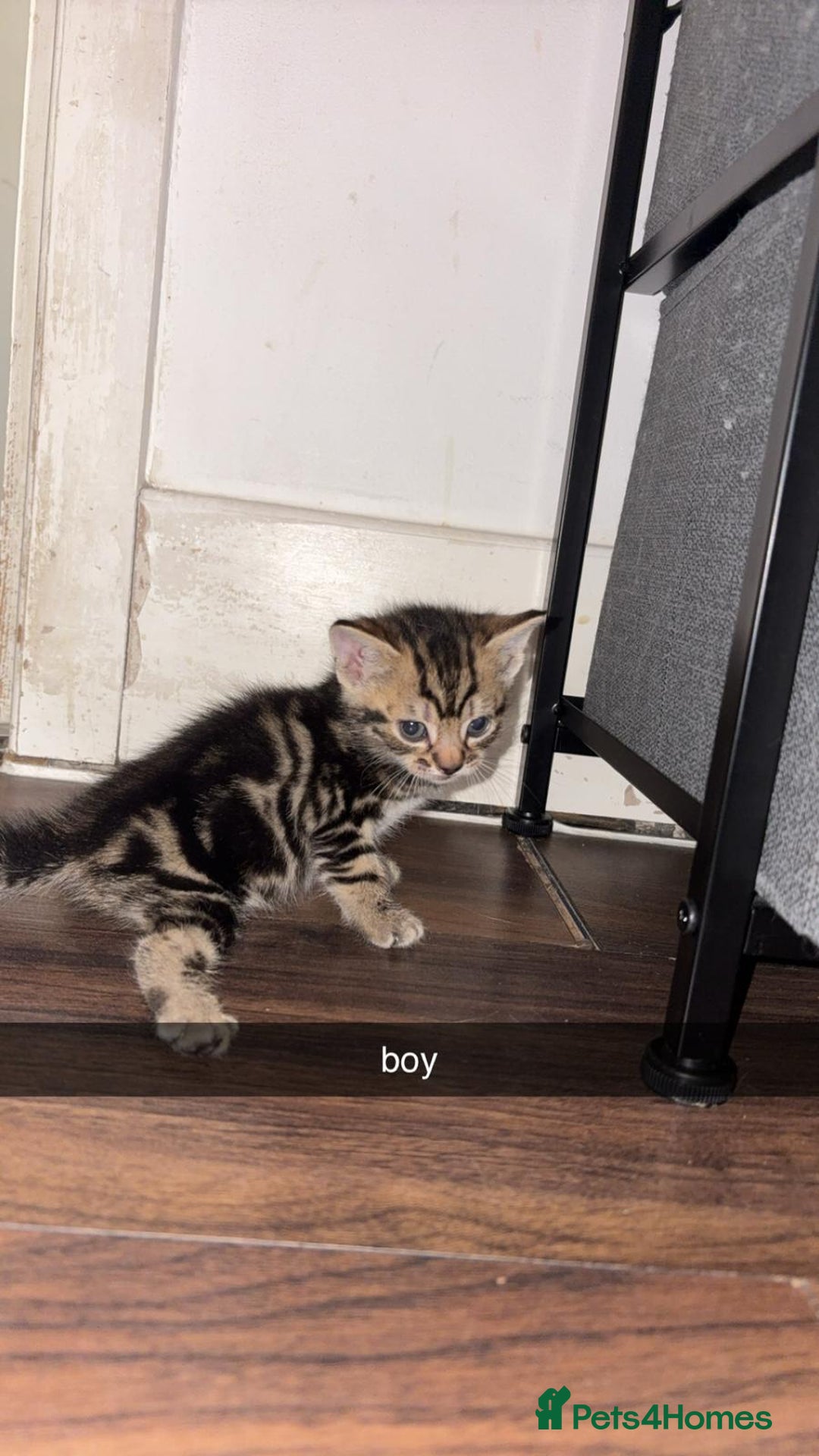 York Chocolate cats for sale: Kittens are ready for there new home  - Image 5