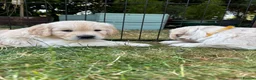 Golden Retriever dogs for sale: Beautiful pedigree Golden Retriever puppies in Usk - Advert 5