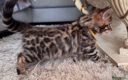Bengal cats for sale: 💎Cashmere Bengal kittens (Bengal- Longhair) 💎 - Image 6