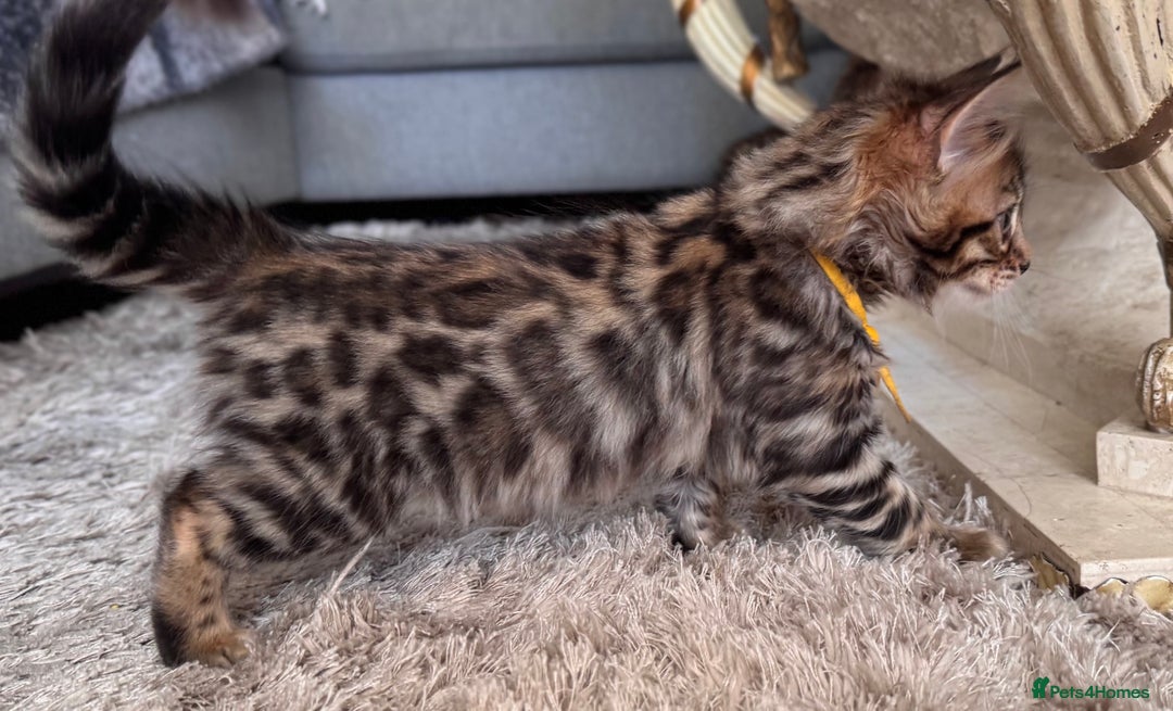 Bengal cats for sale: 💎Cashmere Bengal kittens (Bengal- Longhair) 💎 - Image 6