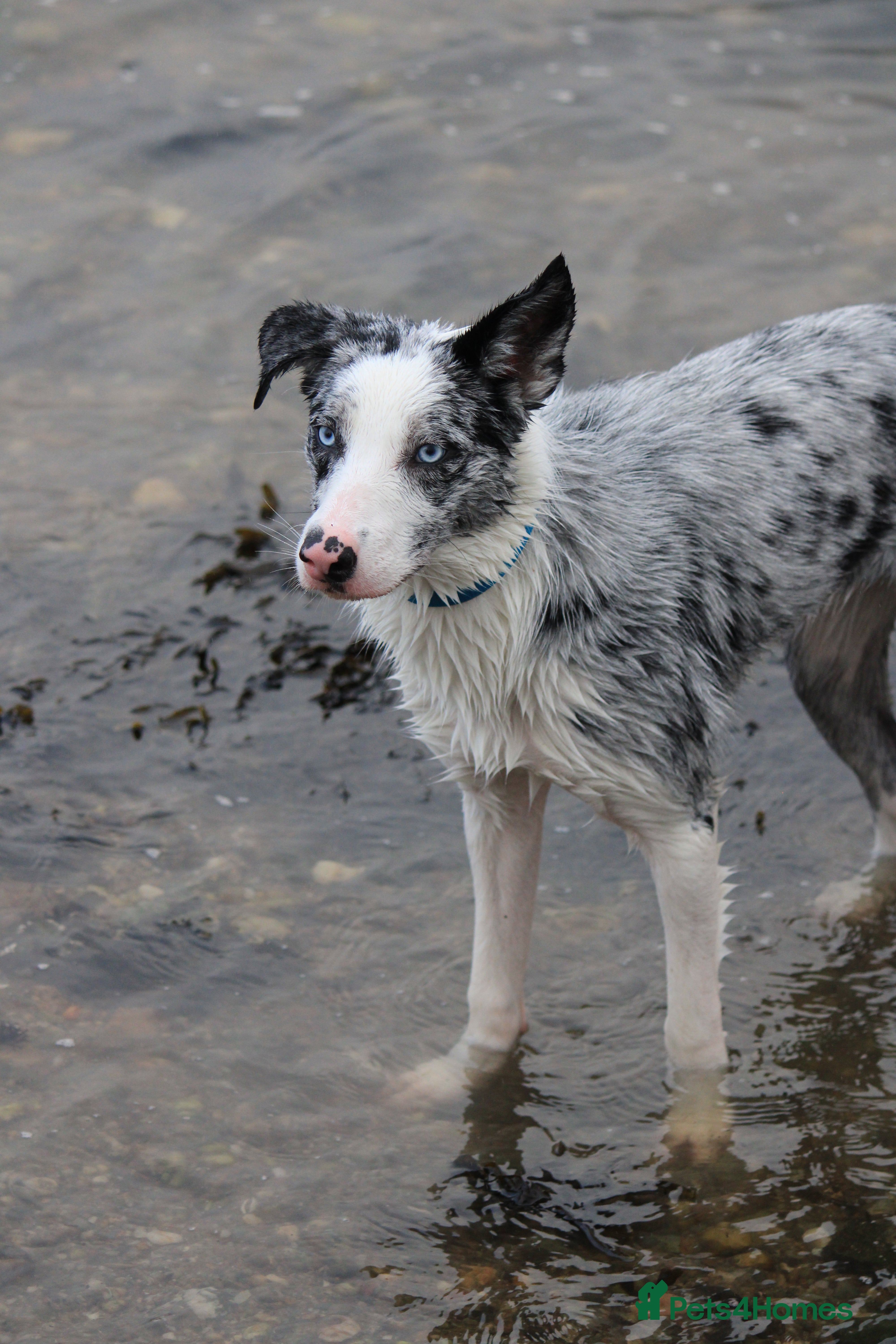 Border Collie dogs Border collie pups  - Advert 18