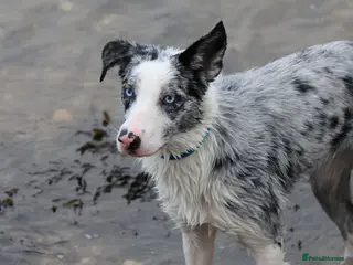 Border Collie dogs Border collie pups - Advert 18