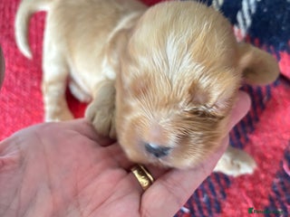 Cocker Spaniel dogs - Advert 15