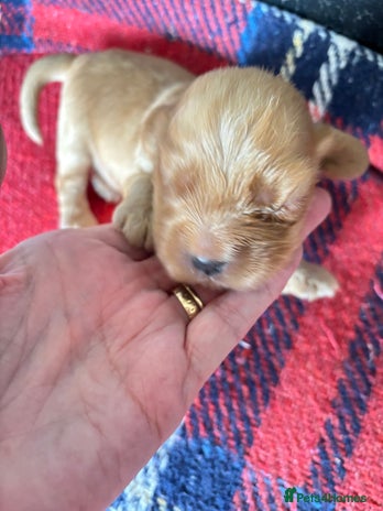 Cocker Spaniel dogs - Advert 4