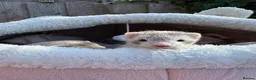 Ferret rodents for sale: Micro/whippet ferret kits  in Leicester - Advert 8