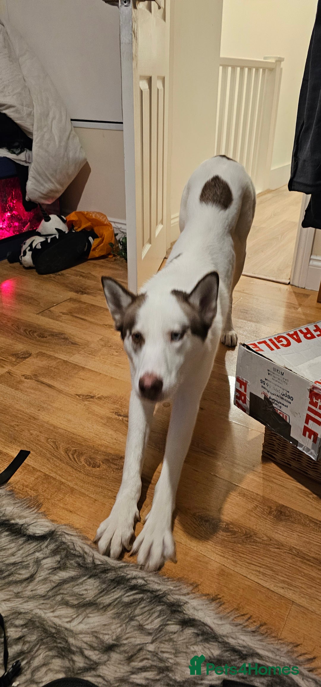 Siberian Husky dogs for sale: Her name is Elara - Advert 2