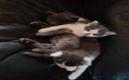 Mixed Breed cats for sale: Cuddly fluffy kittens  - Image 15