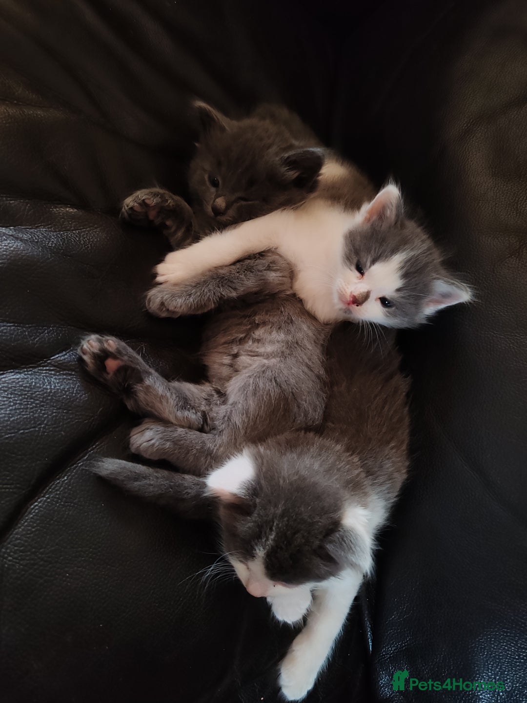 Mixed Breed cats for sale: Cuddly fluffy kittens  - Image 15