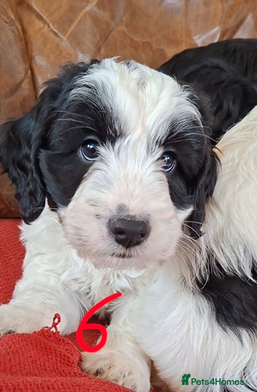 Cockapoo dogs F1 Cockapoo Pups  - Advert 17