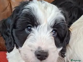 Cockapoo dogs F1 Cockapoo Pups - Advert 17