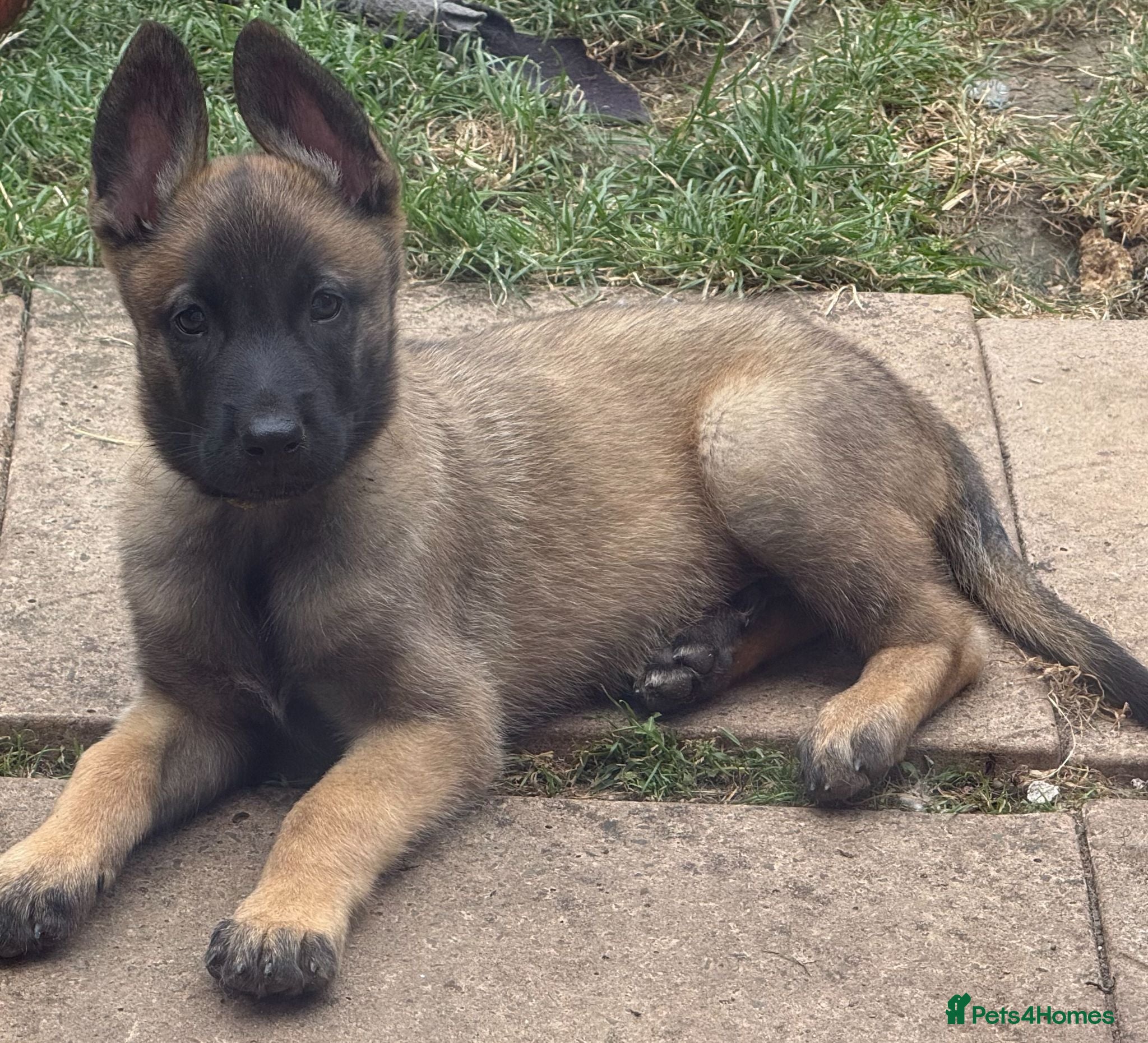 Belgian Shepherd Dog dogs 1 Chunky Boy puppy ready to go  - Advert 1