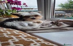 Biewer Terrier dogs for sale: Biewer Yorkshire Terrier  - Image 25