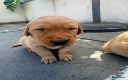 Labrador Retriever dogs for sale: Fox Red litter born 5th August - Image 7