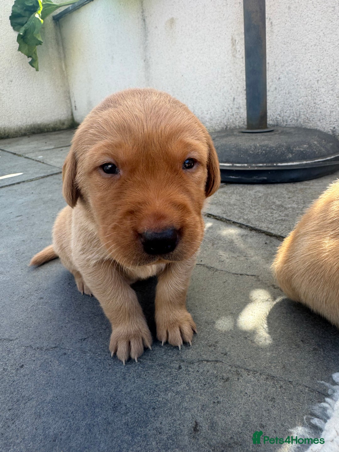 Labrador Retriever dogs for sale: Fox Red litter born 5th August - Image 7