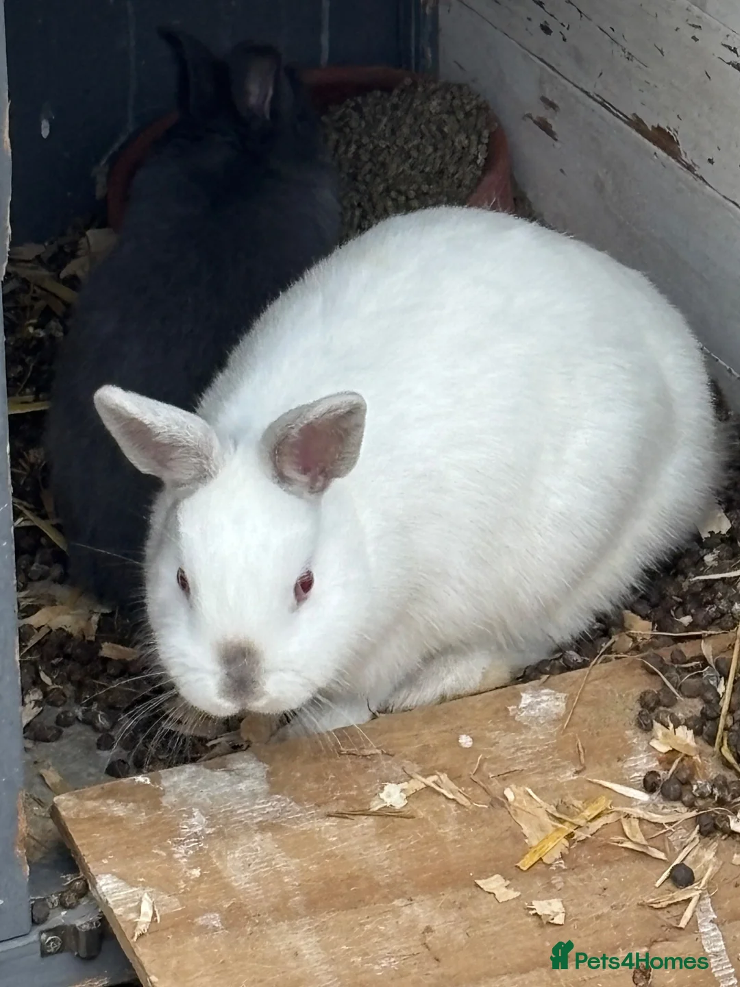 Netherland Dwarf rabbits for sale: Netherland dwarf  - Advert 2