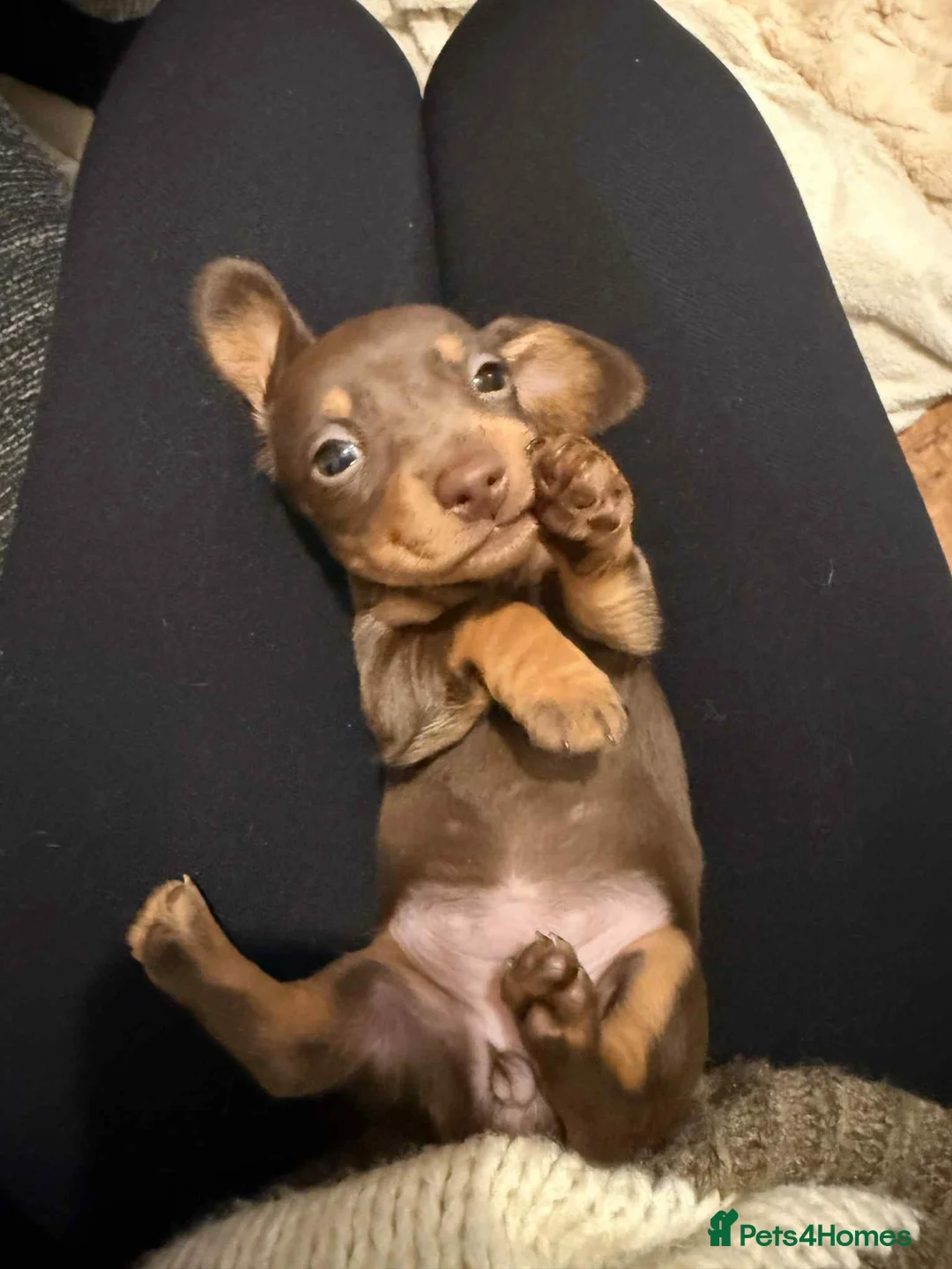 Dachshund dogs for sale: For sale miniature dachshund puppies  - Advert 8