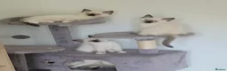 Ragdoll cats for sale: Beautiful Purebred Ragdoll Kittens Ready Now  - Advert 12
