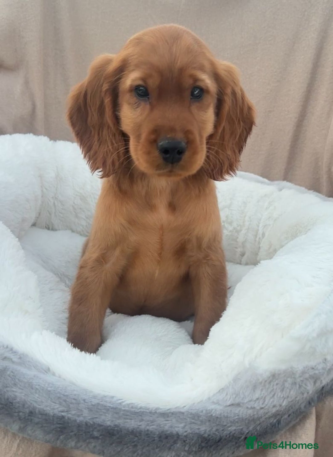 Cockapoo dogs for sale: 2 male cockapoo puppies for sale  - Advert 5