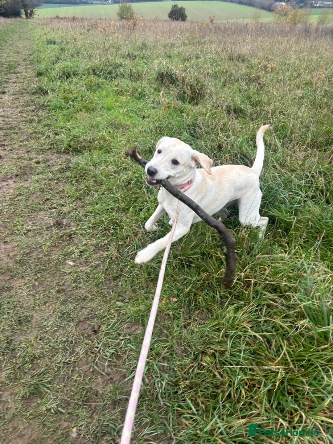 Labrador Retriever dogs for sale: Beautiful Labrador Looking for Her Forever Home 🐾 in Reading - Advert 2