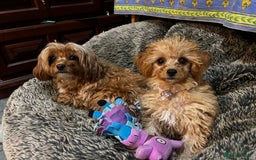 Cavapoo dogs for sale: Tiny Toy Poodle Princess – Ready Now! - Image 4