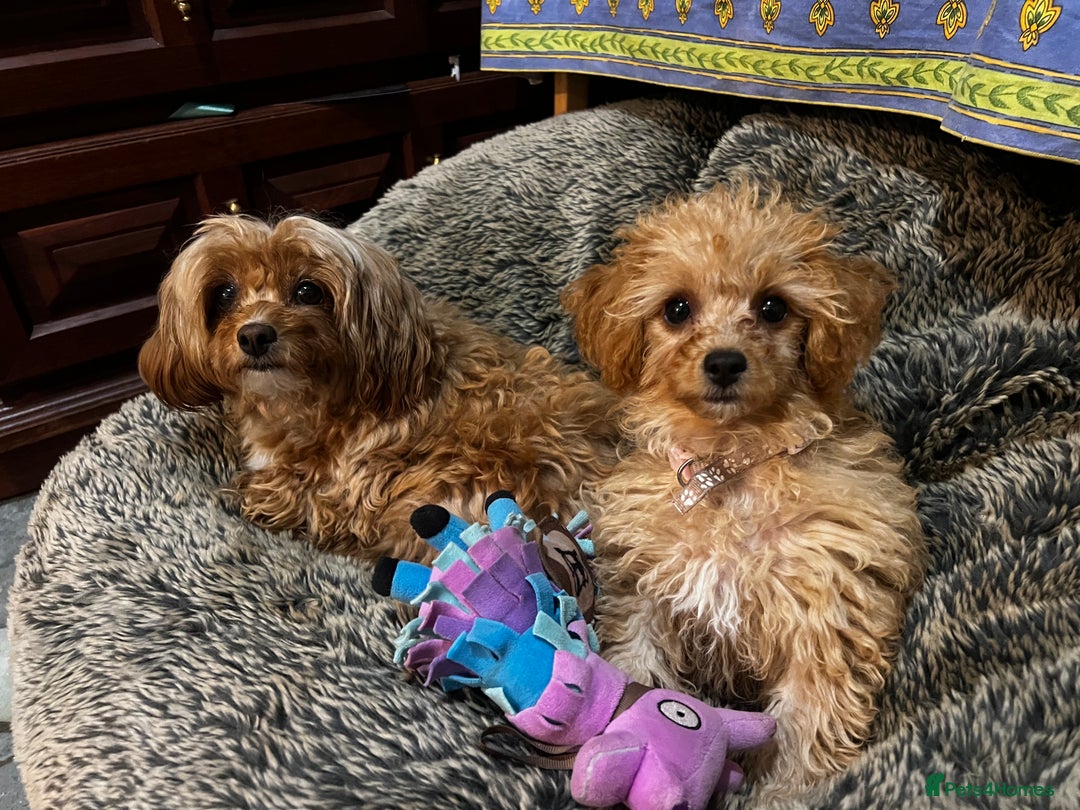 Cavapoo dogs for sale: Tiny Toy Poodle Princess – Ready Now! - Image 4