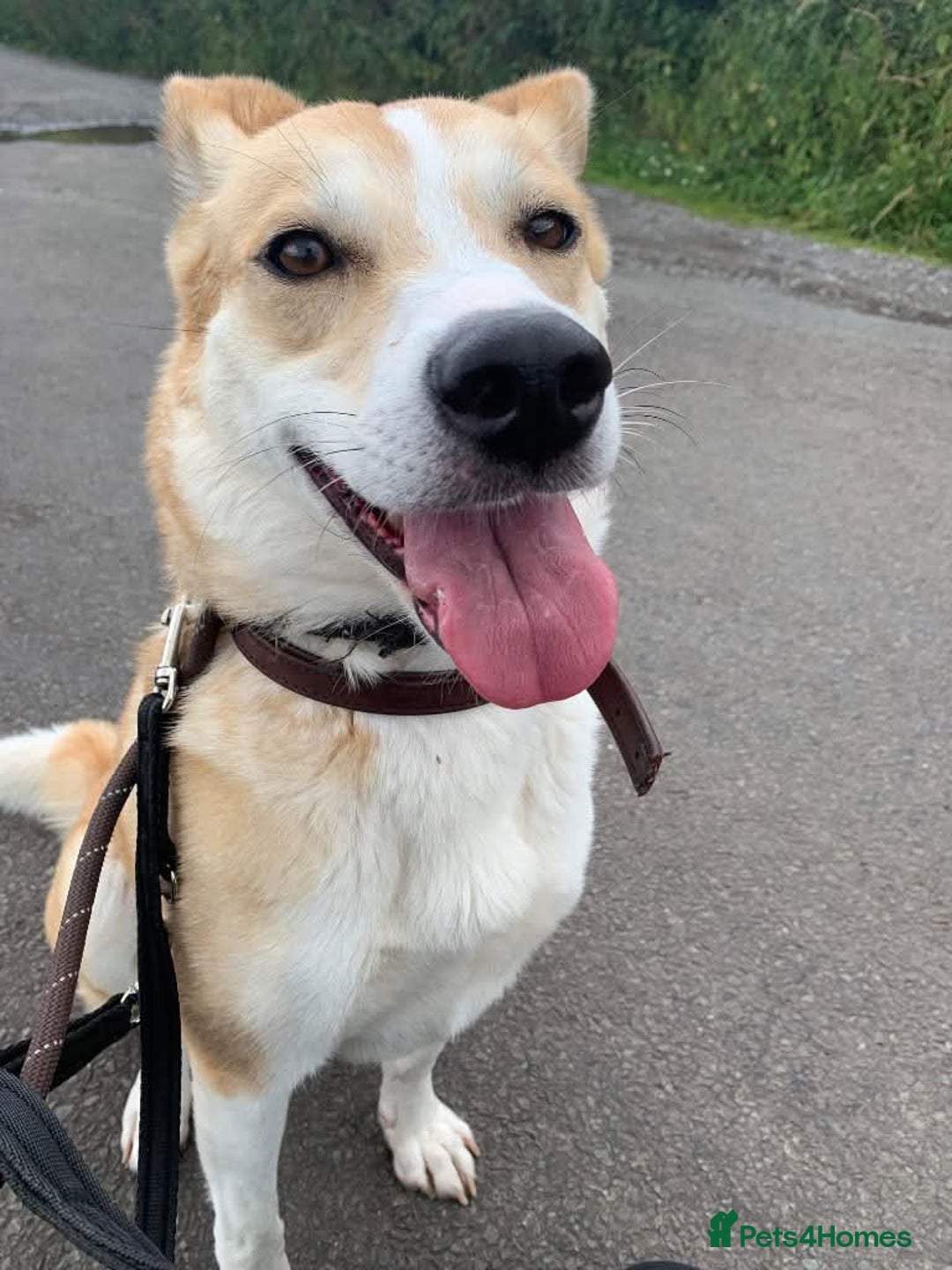 Mixed Breed dogs for adoption: Meet Honey, currently residing in Cheshire  - Image 7