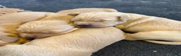 Golden Retriever dogs for sale: Stunning Duel puppies  - Advert 12