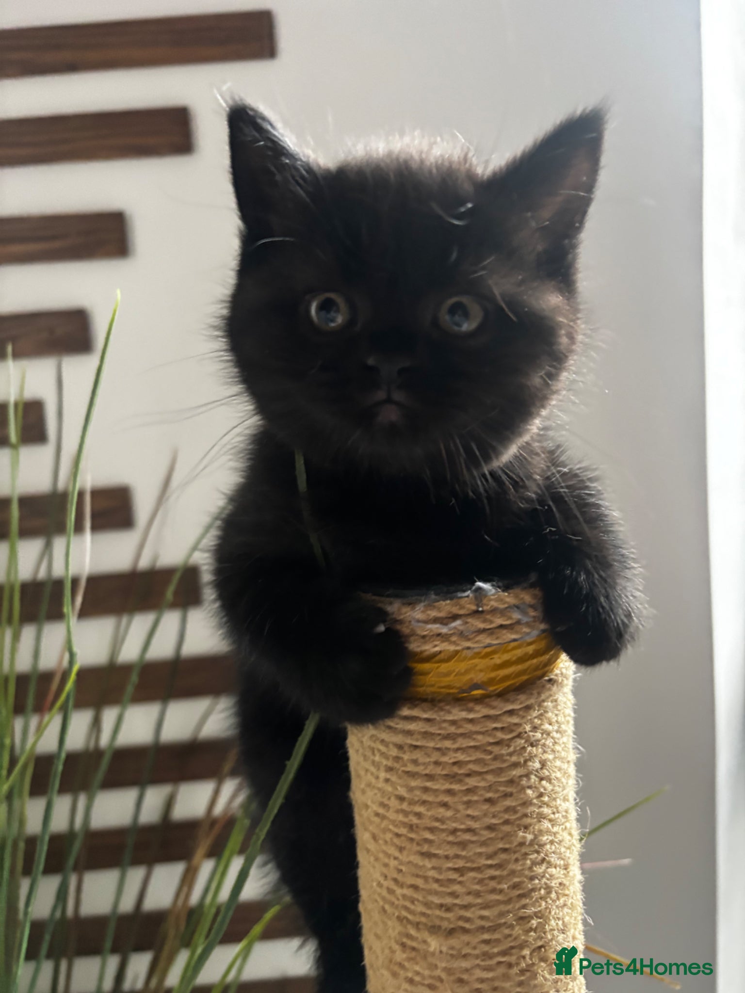 Scottish Fold cats Adorable Scottish Straight Kittens  - Advert 1