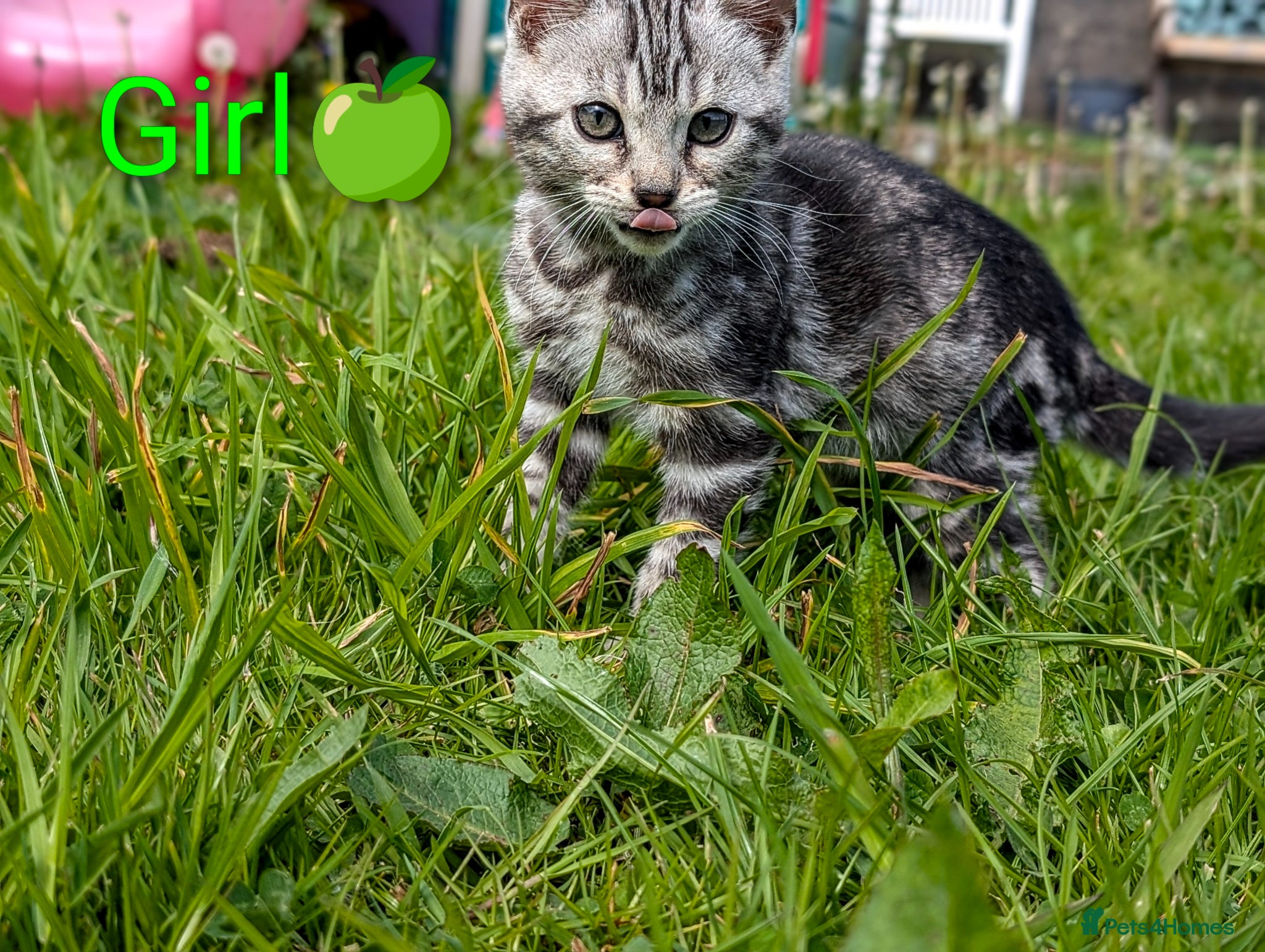 Bengal cats £699! Glitter Bengal |TICA| Silver |Health Tested| - Advert 3