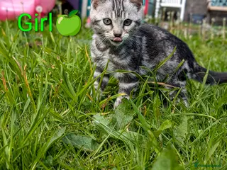Bengal cats £699! Glitter Bengal |TICA| Silver |Health Tested| - Advert 3